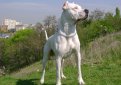 Аргентинский дог (Аргентинский мастиф, дого аргентино) / Dogo Argentino (Argentinian Mastiff)