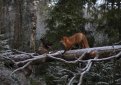 Норвежский фотограф напишет книгу о дружбе собаки и лиса