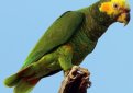 Желтолицый амазон / Amazona Xanthops Желтолицый амазон / Amazona Xanthops