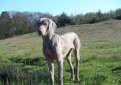 Веймаранер (Веймарская легавая) / Weimarainer (Weimaraner Vorstehhund)