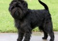 Аффенпинчер (Обезьяний пинчер) / Affenpinscher (Monkey Dog) Аффенпинчер (Обезьяний пинчер) / Affenpinscher (Monkey Dog)