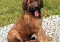 Бриар (Французская овчарка) / Briard (Berger Briard, Berger de Brie)