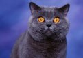 Британская короткошерстная кошка / British Shorthair Cat