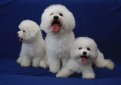 Бишон фризе / Bichon Frise (Bichon Tenerife, Tenerife Dog, Bichon a Poil Frise)