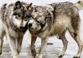 Происхождение собак Происхождение собак