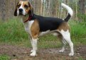 Бигль-харьер / Beagle Harrier Бигль-харьер / Beagle Harrier