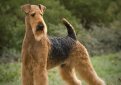 Эрдельтерьер / Airedale Terrier (Bingley Terrier, Waterside Terrier)