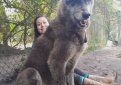 Трагическая и поучительная история волкособа Юки