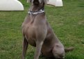 Веймаранер (Веймарская легавая) / Weimarainer (Weimaraner Vorstehhund)