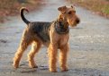 Эрдельтерьер / Airedale Terrier (Bingley Terrier, Waterside Terrier)