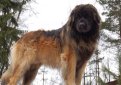 Леонбергер / Leonberger