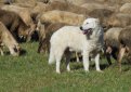 Маремма-абруццкая овчарка (Мареммано-абруццкая овчарка, маремма) / Maremma Sheepdog (Pastore Abruzzese, Cane da Pastore Maremmano-Abruzzese)