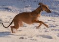 Английская борзая (Грейхаунд) / Greyhound (English Greyhound)