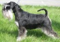 Миниатюрный шнауцер (Цвергшнауцер) / Zwergschnauzer (Miniature Schnauzer)