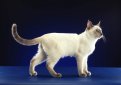 Тайская кошка / Thai Cat (Old-Style Siamese)