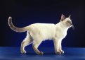Тайская кошка / Thai Cat (Old-Style Siamese) Тайская кошка / Thai Cat (Old-Style Siamese)