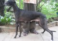 Рампурская борзая (Северо-индийский грейхаунд, рампур) / Rampur Greyhound