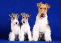 Жесткошерстный фокстерьер / Wire Fox Terrier (Wire-Haired Fox Terrier)