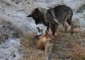 Норвежский фотограф напишет книгу о дружбе собаки и лиса