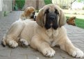 Испанский мастиф / Spanish Mastiff (Mastin Espanol)