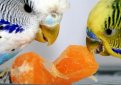 Подготовка к размножению попугаев