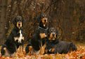 Венгерский бракк (Эрдели копо, трансильванская гончая) / Hungarian Hound (Erdelyi Kopo, Transylvanian Hound)