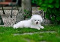 Бишон фризе / Bichon Frise (Bichon Tenerife, Tenerife Dog, Bichon a Poil Frise)