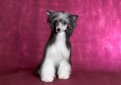 Китайская хохлатая собака / Chinese Crested Dog (Chinese Crested)