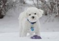 Бишон фризе / Bichon Frise (Bichon Tenerife, Tenerife Dog, Bichon a Poil Frise)