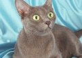 Корат / Korat Корат / Korat