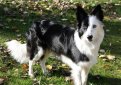 Бордер-колли / Border Collie