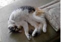 Бразильская короткошерстная кошка / Brazilian Shorthair Cat Бразильская короткошерстная кошка / Brazilian Shorthair Cat
