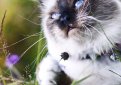 Священная бирма (Бирманская кошка) / Birman Cat Священная бирма (Бирманская кошка) / Birman Cat