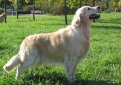Голден ретривер (Золотистый ретривер) / Golden Retriver Голден ретривер (Золотистый ретривер) / Golden Retriver
