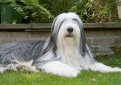 Бородатая колли (Бердед колли) / Bearded Collie