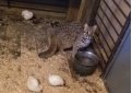 В Приморье выходили дикого лесного кота, подкинутого браконьерами В Приморье выходили дикого лесного кота, подкинутого браконьерами