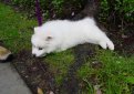 Американский эскимосский шпиц / American Eskimo Spitz