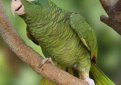 Тукуманский амазон / Amazona Tucumana