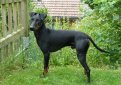 Манчестерский терьер / Manchester Terrier (Black and Tan Terrier)