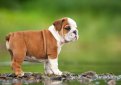 Английский бульдог / English Bulldog (British Bulldog)