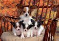 Континентальный карликовый спаниель (Папильон) / Papillon (Epagneul Nain Continental Papillon, Continental Toy Spaniel Papillon)