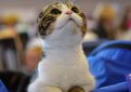 Шотландская вислоухая кошка (Скоттиш-фолд) / Scottish Fold Cat