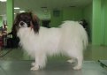 Фален (Континентальный той-спаниель) / Phalene (Epagneul Nain Continental Phalene, Continental Toy Spaniel)