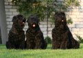 Черный терьер (Русский черный терьер) / Black Russian Terrier (Russkiy Chernniy Terrier)