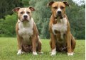 Стаффорд (Американский стаффордширский терьер) / American Staffordshire Terrier