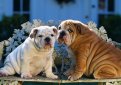 Английский бульдог / English Bulldog (British Bulldog)