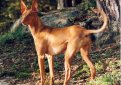 Фараонова собака / Pharaoh Hound (Kelb-tal Fenek)