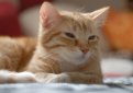 Кельтская короткошерстная кошка (Европейская короткошерстная кошка) / Celtic Cat (European Shorthair Cat)