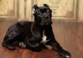 Кане корсо (Итальянская сторожевая собака) / Cane Corso (Sicilian Branchiero)