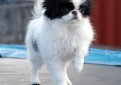 Японский хин / Japanese Chin (Japanese Spaniel)